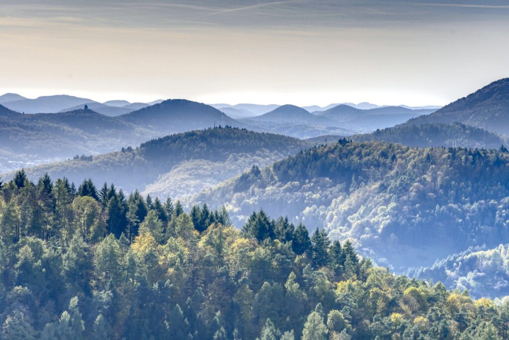 Blick über den Pfälzerwald